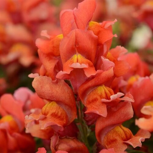 Antirrhinum (Snap Dragon) Double Orange 1 Litre