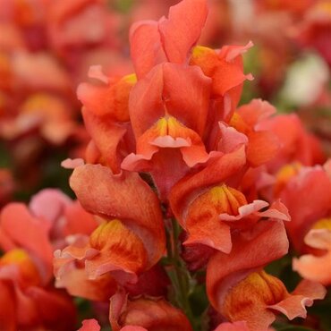 Antirrhinum (Snap Dragon) Double Orange 1 Litre