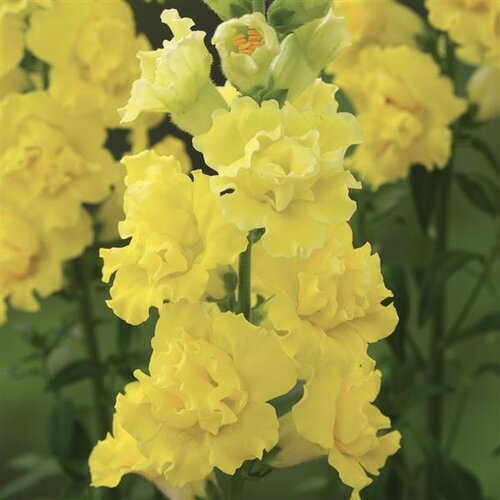 Antirrhinum (Snap Dragon) Double Yellow 1 Litre