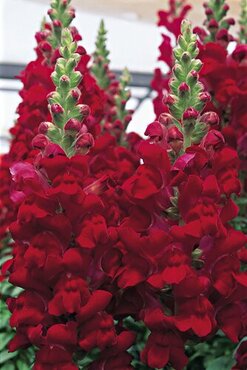 Antirrhinum (Snap Dragon) Red 1 Litre