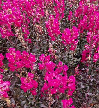 Antirrhinum (Snap Dragon) Snap in Black Hot Pink 1 Litre