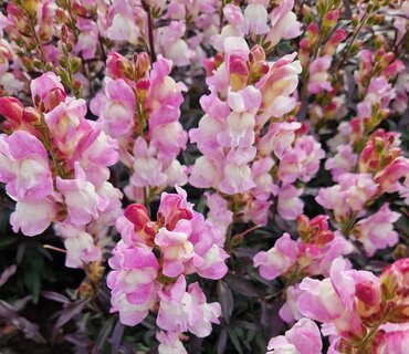 Antirrhinum (Snap Dragon) Snap in Black Hot Raspberry 1 Litre