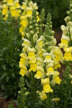Antirrhinum (Snap Dragon) Yellow 1 Litre