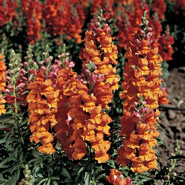 Antirrhinum (Snap Dragons) Bronze Six Pack