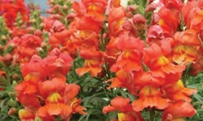 Antirrhinum (Snap Dragons) Bronze Six Pack