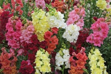Antirrhinum (Snap Dragons) Dwarf Mixed Six Pack