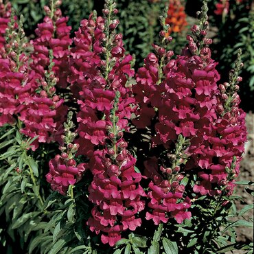Antirrhinum (Snap Dragons) Lavender Six Pack
