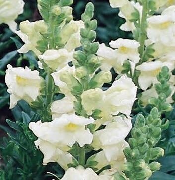 Antirrhinum (Snap Dragons) White Six Pack