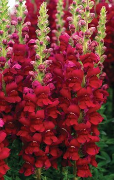 Antirrhinum Sonnet Carmine 3.2 Litre