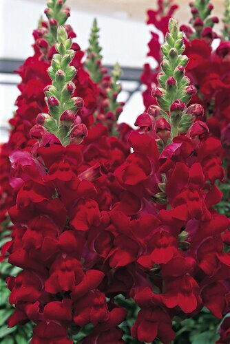 Antirrhinum Sonnet Crimson 3.2 Litre