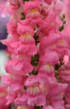 Antirrhinum Sonnet Pink 3.2 Litre