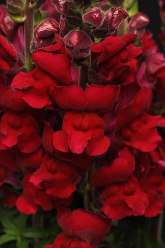 Antirrhinum Sonnet Scarlet 3.2 Litre