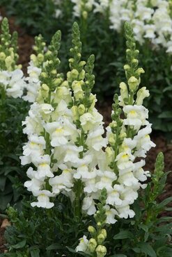 Antirrhinum Sonnet White 3.2 Litre