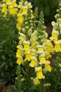 Antirrhinum Sonnet Yellow 3.2 Litre