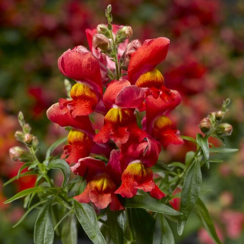 Antirrhinum Sunglow 6 Pack