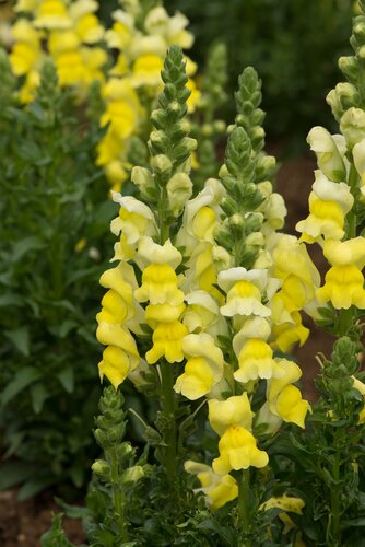 Antirrhinum Yellow 6 Pack