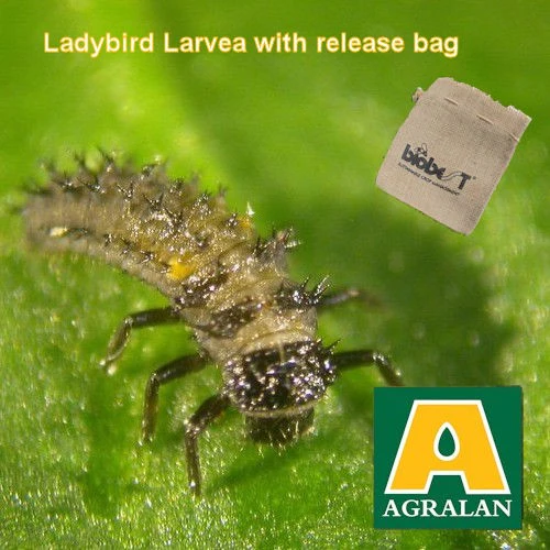 Aphid Control w/Ladybird Larvae Treats 20m Voucher Pack