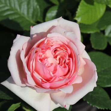 Aphrodite Cottage Garden Rose 5.5 Litre