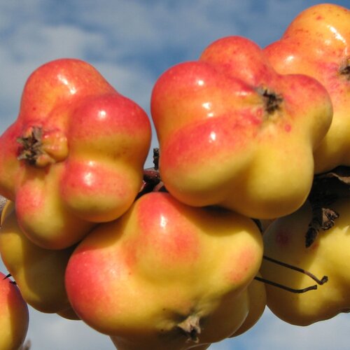 Apple Apistar MM106 12 Litre