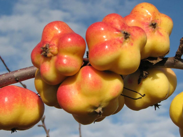 Apple Apistar MM106 12 Litre