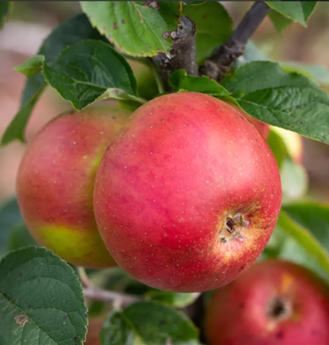 Apple Blenheim Orange M26 12 Litre