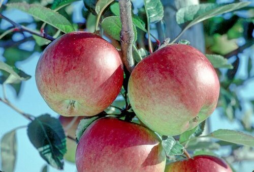 Apple Braeburn M26 12 Litre