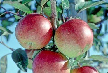 Apple Braeburn M26 12 Litre