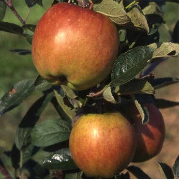 Apple Braeburn M27 11.5 Litre