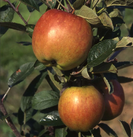 Apple Braeburn M27 11.5 Litre