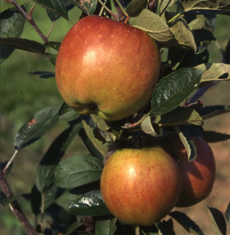 Apple Braeburn MM111 10 Litre