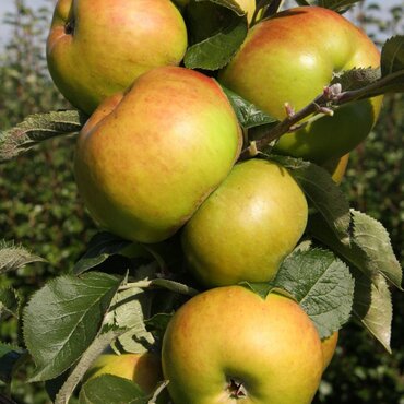Apple Bramley's Seedling M27 11.5 Litre