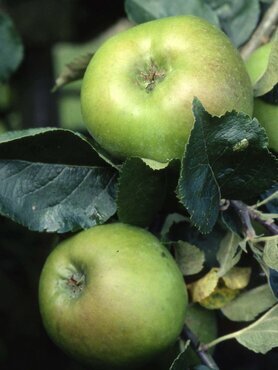 Apple Bramley's Seedling M27 11.5 Litre