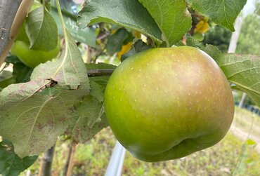 Apple Bramley Seedling M26 12 Litre