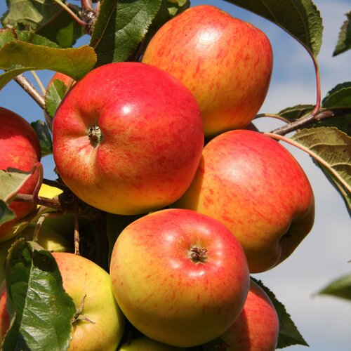 Apple Christmas Pippin M26 12 Litre