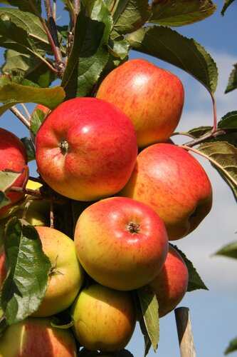 Apple Christmas Pippin M27 11.5 Litre