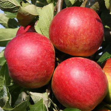 Apple Core Blimey M26 12 Litre