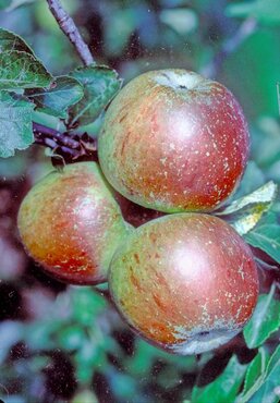 Apple Cox's Orange Pippin on M26 12 Litre