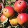 Apple Cox Self Fertile MM106 12 Litre - image 1