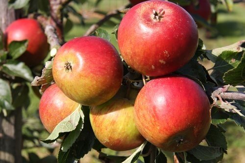 Apple Cox Self Fertile MM106 Fan Trained 12 Litre