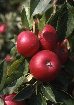 Apple Discovery M26 11.5 litre