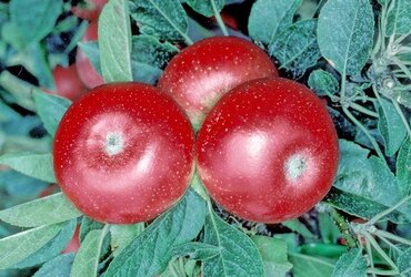 Apple Discovery on M26 12 Litre