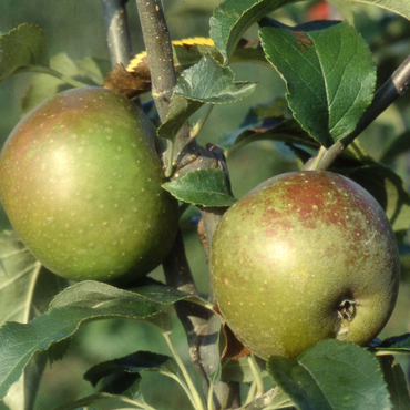 Apple Egremont Russet Patio M27 11.5 Litre