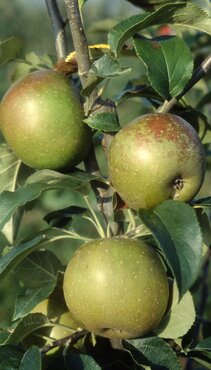 Apple Egremount Russet M26 12 litre