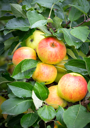 Apple Elstar MM111 10 Litre
