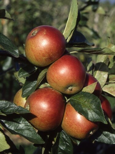Apple Fiesta M26 12 litre