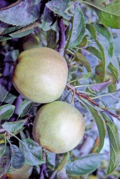 Apple Golden Delicious M26 12 Litre