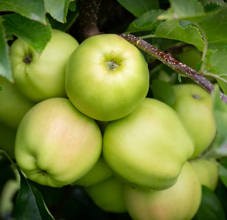 Apple Golden Delicious MM106 12 litre