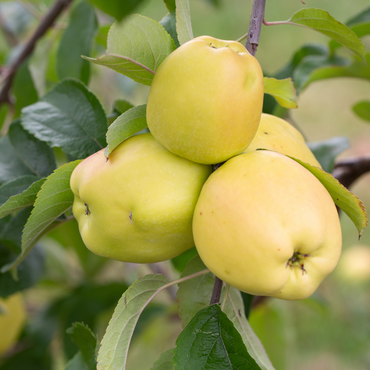 Apple Golden Delicious MM106 Fan Trained 12 Litre