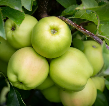Apple Golden Delicious MM106 Fan Trained 12 Litre