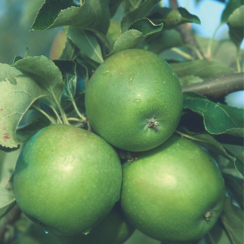 Apple Granny Smith MM106 12 Litre